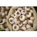 Fresh California Softneck Garlic Bulb - 20 Pack for Planting and Growing Your Own Garlic - Buy Online on GoSupps.com