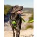 Joytale Reflective Dog Harness for Small Dogs - Adjustable Soft Padded Breathable with Control Handle - Green (1 Pack) - Buy Online on GoSupps.com