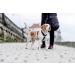 Chaba Guard Dog Harness for Medium-Sized Dogs - Anti-Pull & No-Choke Adjustable Step-In Harness - Comfortable & Lightweight Black Design - Buy Online on GoSupps.com