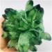 Crystal Rough Natural Crystal Rough Natural Crystal Green Beautiful Flame Halo Quartz Crystal Cluster Specimen (Size : 500-600g) - Buy Online on GoSupps.com