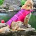 Xiaoyu dog vest adjustable life jacket for pets for dogs life jacket for newbies for newbies for pets for pets water safety by the pool beach boat trip pink s s rosa