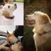 Buy PETTOM Adjustable Nylon Dog Collar - Breathable Reflective XS Blue - Perfect for Small Dogs - Buy Online on GoSupps.com