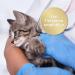 Felisept Home Comfort Catnip Spray 100ml - Natural Sedative & Anti-Scratch Solution for Cats - Buy Online on GoSupps.com