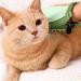 MFEIANQI Pet Grooming Glove Gentle Deshedding Brush Glove Cat Brush Gloves Efficient Pet Hair Remover Mitt-Massage Tool Suitable for Pet Dogs and Pet Cats - Buy Online on GoSupps.com