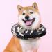 Inflatable Dog Cone Collar - Soft E-Collar for Dogs & Cats - Prevent Licking, Biting, Scratching - Camo - Size M (Neck 9-12) - Post Surgery Recovery - Buy Online on GoSupps.com
