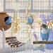 KATUMO Bird Toys Set - Hideout, Perch, Swing, Chew Toys - Bird Cage Accessories for Parakeets, Budgies, Cockatiels, Lovebirds - 6pcs - Buy Online on GoSupps.com