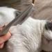 Buy Dog & Cat Double-Sided Fur Comb - Detangling & De-Matting Tool | Small Pink Stripper for Effective Animal Care - Buy Online on GoSupps.com