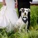 Shop Hacraho Formal Dog Smoking Banda Adjustable Black Wedding Collar with Fly & Tie for Medium to Large Dogs - Buy Online on GoSupps.com