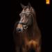 Schockem hle EQUITUS BETA Anatomical Special Bridle - Black Silver VB | Premium Equestrian Gear for International Shipping - Buy Online on GoSupps.com