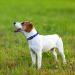 Taglory Soft Padded Neoprene Dog Collar for Small Dogs | Adjustable & Reflective | Dark Blue S (1 Pack) - Perfect for Training - Buy Online on GoSupps.com