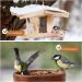 Premium Wild Bird Feed 5kg - Amsel Futter with Berries & Sunflower Seeds for Year-Round Feeding - Buy Online on GoSupps.com