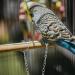 CIYODO 1 Set Parrot Anklet Parrot+Ring+Foot Bird Harness Parrot Foot Ring Bird Leash Conure Stainless Steel 23X4X0.1cm Silver - Buy Online on GoSupps.com