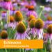 Herb Pharm Kids Echinacea - Alcohol-Free Orange Flavor, 1 fl oz (30 ml) | Immune Support - Buy Online on GoSupps.com