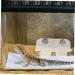 TOGEVAL 1 Set Magnetic Water Feeder Gecko Feeding Cups Reptile Feeding Cups Leaopard Tortoise Worm Acrylic - Buy Online on GoSupps.com