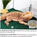 Yililay Gecko Food And Water Containers Reptile Feeder Bowls Gecko Transparent Feeder Bowls Reptile Feeding Plastic Dish Gecko Food Water Containers 100Pcs - Buy Online on GoSupps.com