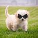 Stylish Panda UV Glasses for Small Dogs - Eye Protection & Windproof Cat Glasses - Buy Online on GoSupps.com