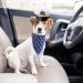 Yewong Pet Captain Sailors Costume Set Dog Cat Sea Captain Hat with Pet Anchor Triangle Bibs Scarf for Cat Puppy Navy Halloween Cosplay Costume Accessories Photo Props (White-B) - Buy Online on GoSupps.com