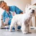 Luxianys Dog Breeding Kit - 5 Sets Artificial Insemination for Dogs | Semen Collecting Bags & Breeder Cone - International Shipping Available - Buy Online on GoSupps.com