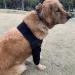 SUDNJIALQ Dog Shoulder Protector Durable And Safe Convenient Polyester Dog Elbow Protector Brace Protector Black S S Black - Buy Online on GoSupps.com