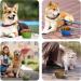 Petbonus Foldable Dog Bowls - 2 Pack Silicone Travel Water & Feed Bowls for Dogs | Leak-Proof & Portable with Carabiners - Light Blue & Light Green (600ml) - Buy Online on GoSupps.com