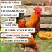 Pampered Chicken Mama 5lb Vital Nutrients & Egg Booster for Poultry - Chicken Vitamins & Molting Supplement - Buy Online on GoSupps.com