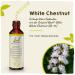 Original Bach Flower Drops No. 35 White Chestnut - Mental Calm & Clear Thoughts | 20ml - International Shipping Available - Buy Online on GoSupps.com