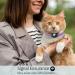 Soft Purple Airtag Cat Neck Band with GPS Holder & Bell - Adjustable 9-13 inch for Kittens & Young Cats - Buy Online on GoSupps.com