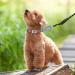 Tagme 2 Pack Personalized Dog Tags - Engravable Pet ID for Small & Medium Breeds - Custom Red Dog Brand for Dogs & Cats - Buy Online on GoSupps.com