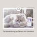 Felimove Dental Liquid for Cats Vital Mushrooms Propolis EPA & Zinc for Gums Health | International Shipping - Buy Online on GoSupps.com