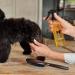 TAMEI BIO Fellspray for Sensitive Dogs & Puppies - Organic Vegan Combing Aid 100ml - Fragrance-Free Fur Nourishing & Vitalizing - Buy Online on GoSupps.com