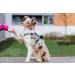 Chaba Guard Dog Harness for Medium Dogs - Adjustable No-Pull Control Harness - Comfortable Lightweight Design for Running - Anti-Choke Step-In Harness in Blue - Buy Online on GoSupps.com