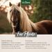 Buy Aniforte MSM Powder for Horses 1.5 kg - High-Purity 99.94% Organic Sulfur Joint Supplement - Buy Online on GoSupps.com