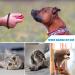 Oyefly Dog Clicker Set - 2 Large Button Training Clickers for Dogs Cats & Horses - Black & Cyan | Effective Dog Training Tools - Buy Online on GoSupps.com
