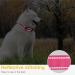 Heele Soft Padded Neoprene Dog Collar - Adjustable Reflective Collar for Small Medium Dogs & Puppies - Pink XS (20-30 cm) - Ideal for Training - Buy Online on GoSupps.com