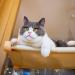 Adjustable Suction Cat Window Perch with Hammock for Indoor Cats - Buy Online on GoSupps.com