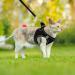 Frevoitna Cat Dishes with Leash - Adjustable Cat Harness Reflective & Breathable - Ideal for Walks (Black XS) - International Shipping Available - Buy Online on GoSupps.com