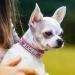 Shop Senristar Personalized Bling Rhinestone Dog Collar - Custom Glitter Crystal Diamond for Small to Large Dogs (26-32 cm) - Hot Pink - Buy Online on GoSupps.com