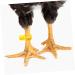 Sosoport 100pcs Disposable Chicken Leg Ring Labels Chicken Bands Farm Marker Tools Guinea Plastic 3x1.8cm Yellow - Buy Online on GoSupps.com