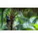 Vinativo Organic Coconut Blossom Sugar - 2kg | Healthy Sugar Alternative | Nutrient-Rich | Certified Organic Cultivation - Buy Online on GoSupps.com
