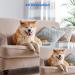 Hiseeu 2K Wireless Security Camera with AI Detection & Night Vision - Indoor CCTV for Home, Baby, Pet - Motion Tracking & Real-Time Alerts - 2.4G WiFi, 2-Way Audio, Siren - CB2 New Version - Buy Online on GoSupps.com
