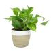 Costa Farms Devil's Ivy Golden Pothos, White-Natural Decor Planter Live Indoor Plant 10-Inches Tall, Fresh from Our Farm Great Room Decor 10-Inches Tall White-Natural Dcor Planter