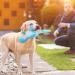 Shop Iokheira Cuddly Dog Toys Squeaky & Plush Light Blue Tyrannosaurus Rex for All Dog Sizes - Buy Online on GoSupps.com