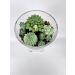 Buy Succulent Garden Candle Centerpiece | Green Aromatic Decor | International Shipping Available - Buy Online on GoSupps.com