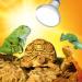 Buy Terra Exotica D3 UV Heat Spot Lamp - 125W 100W 80W - UVB UVA Sunlight Simulation for Reptiles - Buy Online on GoSupps.com