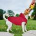Shop Ultra-Light Waterproof Dog Rain Coat - Reflective Hooded & Breathable for Medium to Large Dogs | 3XL Red Rain Jacket - Buy Online on GoSupps.com