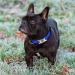TagME Reflective Nylon Dog Collar - Adjustable Classic Collar with Quick Release Buckle - Small Size, Royal Blue - Buy Online on GoSupps.com