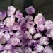 Crystal Rough Home Decoration 500g Natural Skeletal Purple Amethyst Cluster Quartz Crystal Point Display Specimen s - Buy Online on GoSupps.com