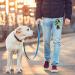 Buy Cotal Dog Bag Dispenser - Multifunctional Treat & Feces Bag Holder for Training - Green - Buy Online on GoSupps.com