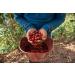 Sons of Amazon 500g Brazilian Speciality Organic Coffee - Whole Beans - Buy Online on GoSupps.com
