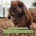 HEULAND Forest Floor - Natural Bedding for Rabbits Guinea Pigs Chickens & Rodents - 10KG Pack of 2 | International Shipping Available - Buy Online on GoSupps.com